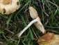 Mezei szegfűgomba (Marasmius oreades), Budai-hegység